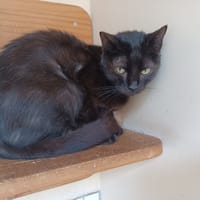 Zephyr, chatte à adopter
