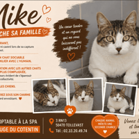 MIKE, chat à adopter