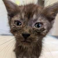 MAASDAM, chat à adopter