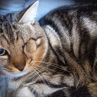 WAKKA, chat à adopter