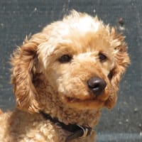 NOUGAT, chien à adopter
