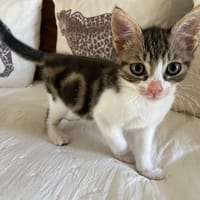 BIBOU, chat à adopter
