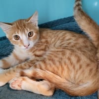 SAMBA, chat à adopter