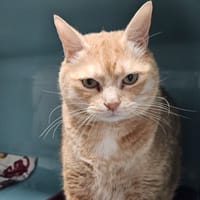 OLYMPE dit KIWI, chat à adopter
