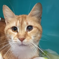 DAGGA, chatte à adopter