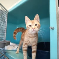 YUNA, chatte à adopter