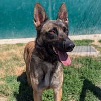 BELLA, chienne à adopter