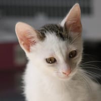 Satin, chat à adopter