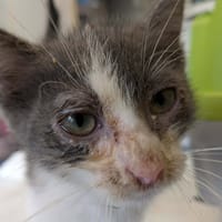 COMTE, chat à adopter