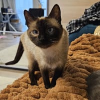 BIMBA, chatte à adopter