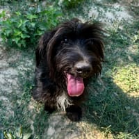 Swiffer, chien à adopter