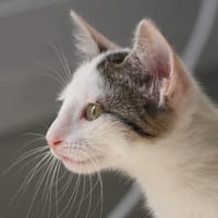 Cashmere, chat à adopter