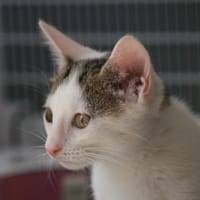 Coton, chat à adopter