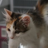 Flanelle, chatte à adopter