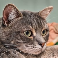 Turbo, chat à adopter