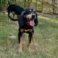 Magnum, chien à adopter
