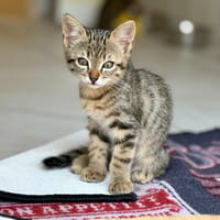 Tora (réservée), chatte à adopter