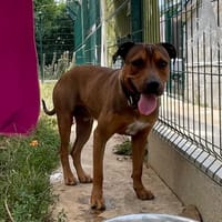 King, chien à adopter