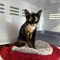 PRALINE, chatte à adopter