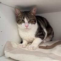 EDGAR, chat à adopter