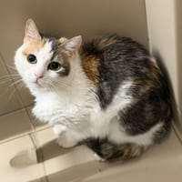 Princesse CAB5562, chatte à adopter