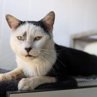 PARX, chat à adopter