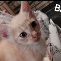 PETIT COEUR/BARNIE, chatte à adopter