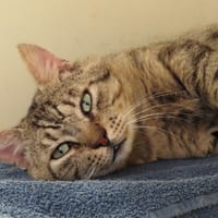 BERLIN PAB28701, chat à adopter