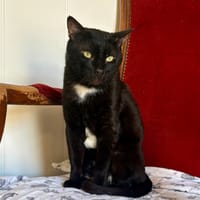 Kedavra, chat à adopter