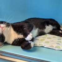EBER, chat à adopter