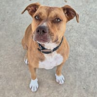 LIONNA, chienne à adopter