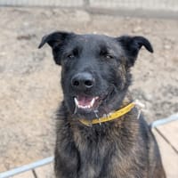 TOPAZE, chien à adopter