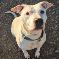 MOKA, chien à adopter