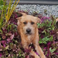 Foxy, chienne à adopter