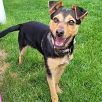 Lola, suczka do adopcji