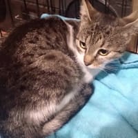 Riczia, kotka do adopcji