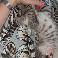 Henio, kot do adopcji