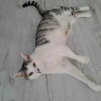 Kaufek, kot do adopcji