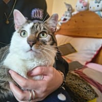 Dino, chat à adopter