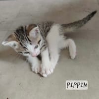 Pippin, chat à adopter