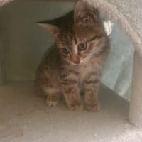 Kana, chatte à adopter