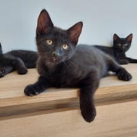 Fada, chat à adopter