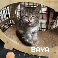 BAYA, chatte à adopter