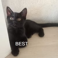 BEST, chatte à adopter
