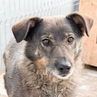 LALEA, chienne à adopter