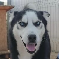 BUDDY, chien à adopter