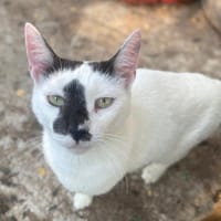 Alya, chatte à adopter