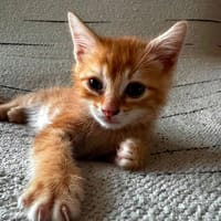 TAHITI, chat à adopter