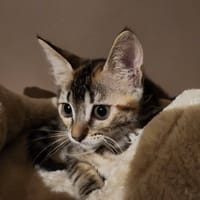 BIANCA, chatte à adopter