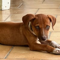 LYSSIA , chiot femelle Berger Créole, chienne à adopter